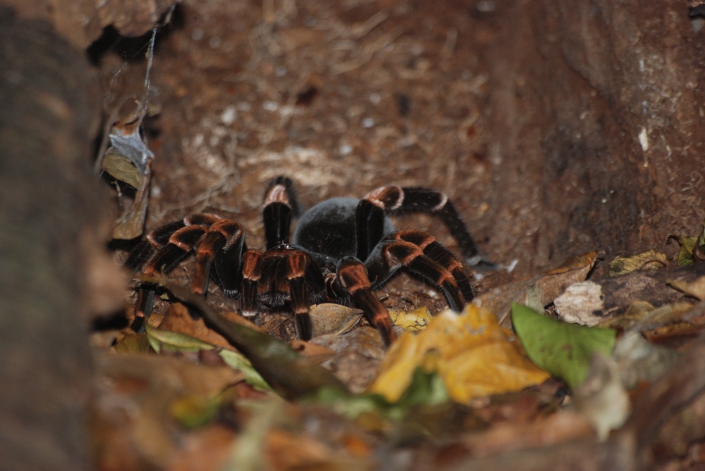 Tarantula/Birdeater, Reserve adjoining Monteverde Lodge, 19/04/14