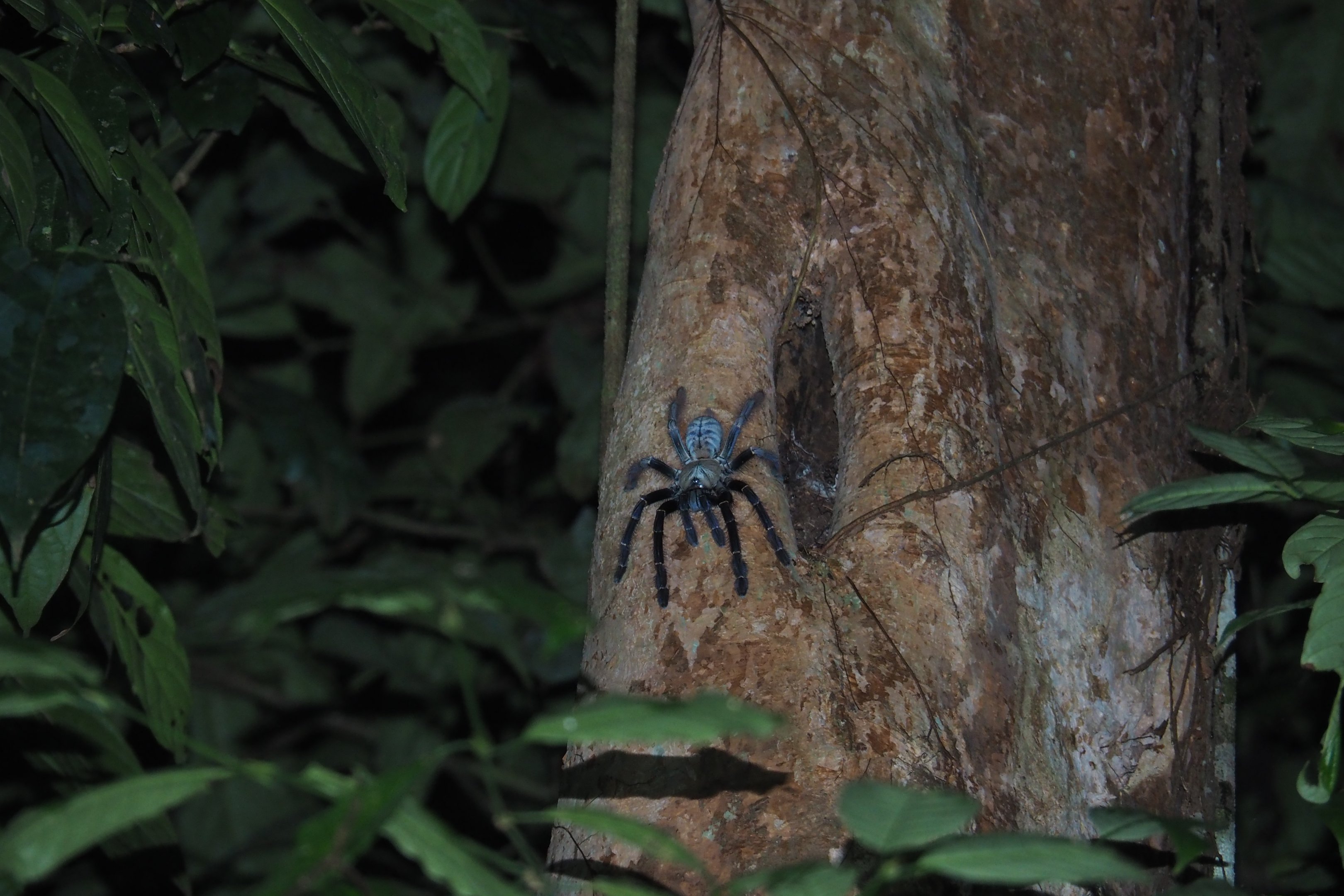 Tarantula - Danum Valley, Sabah, Borneo