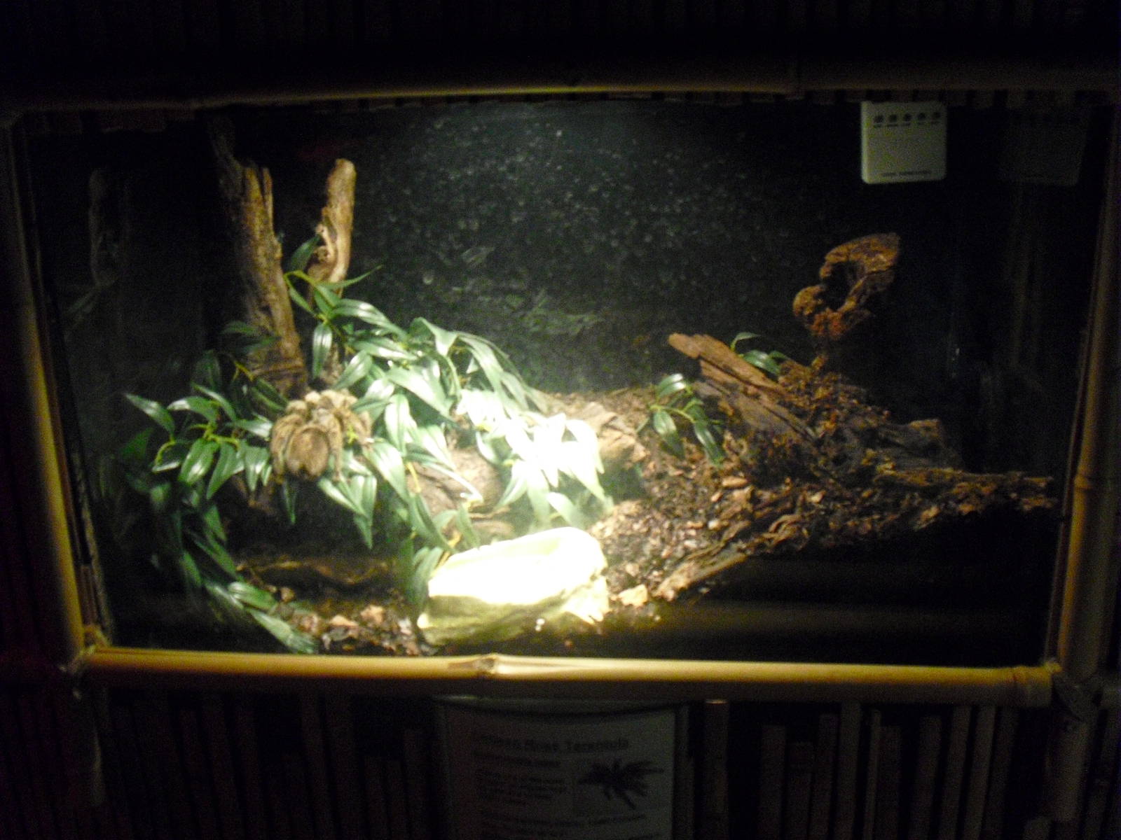 Tarantula Display - 12/10/2011