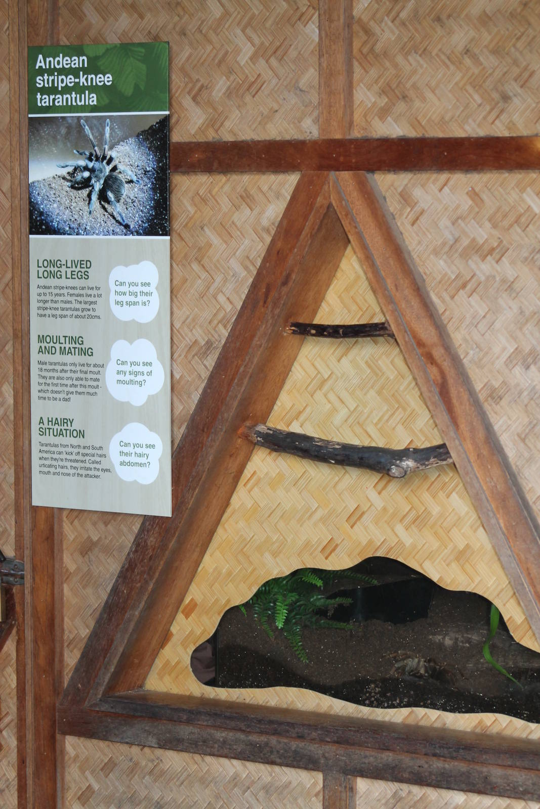 tarantula display