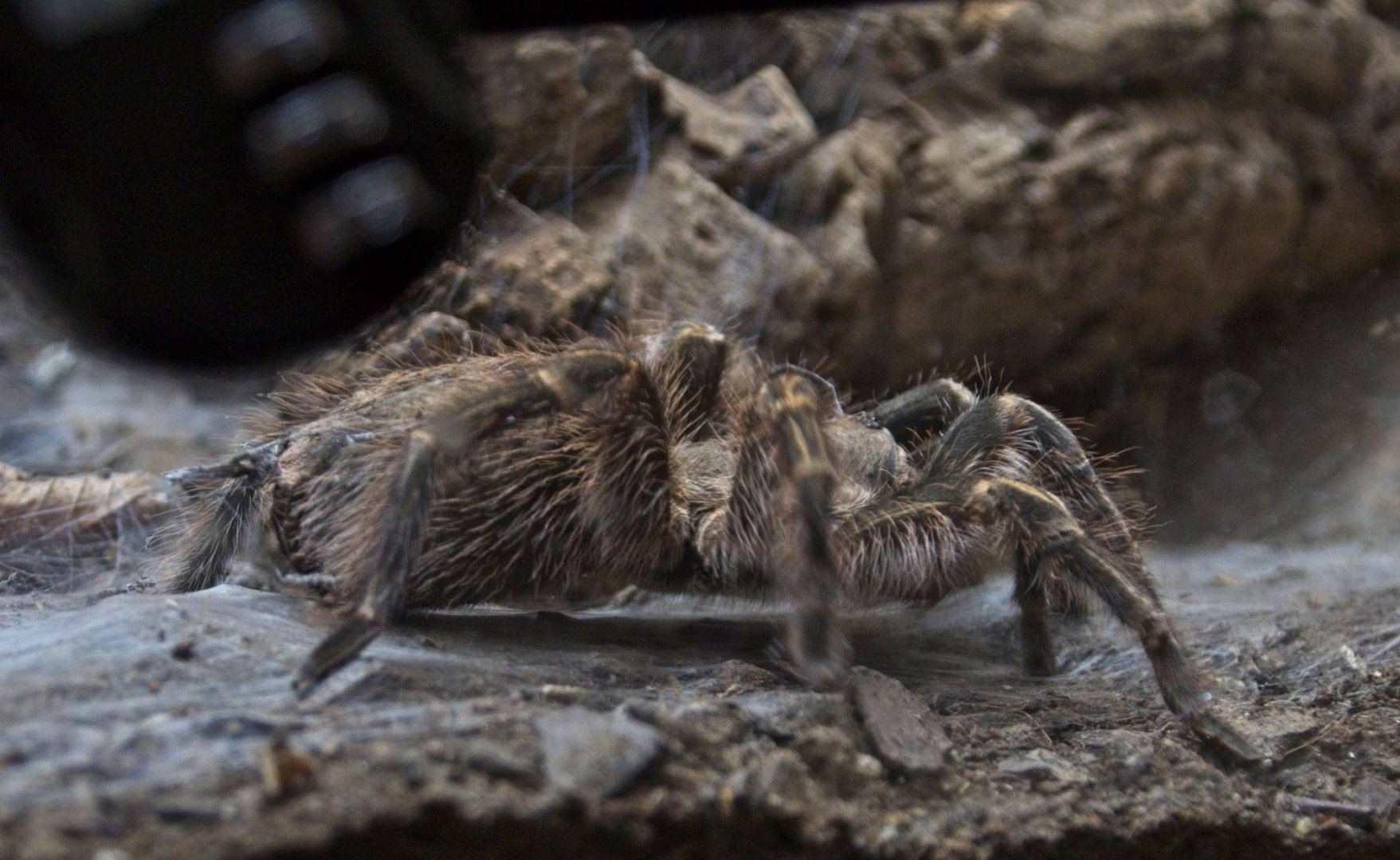 Tarantula (don't know species)