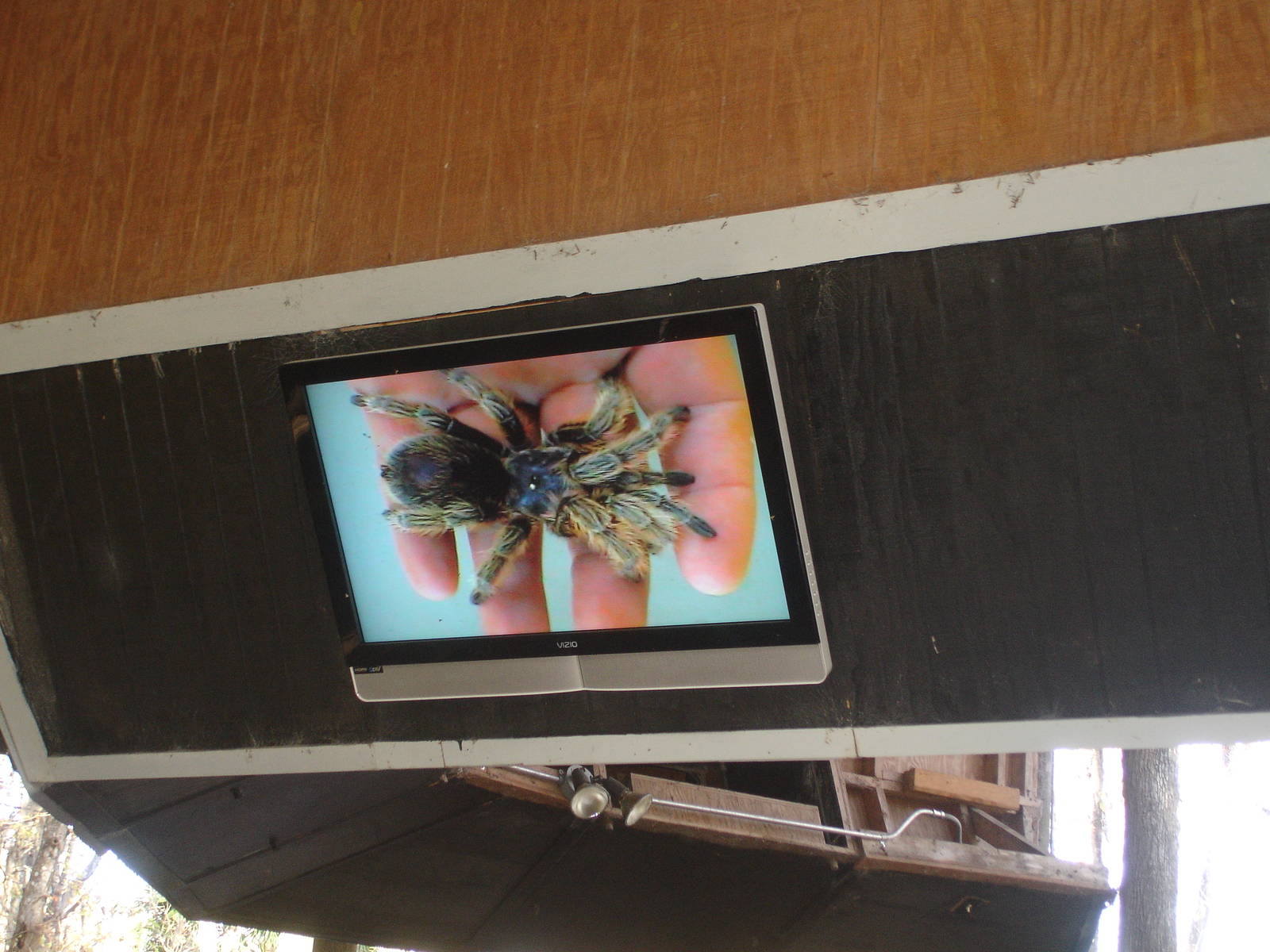 Tarantula during show