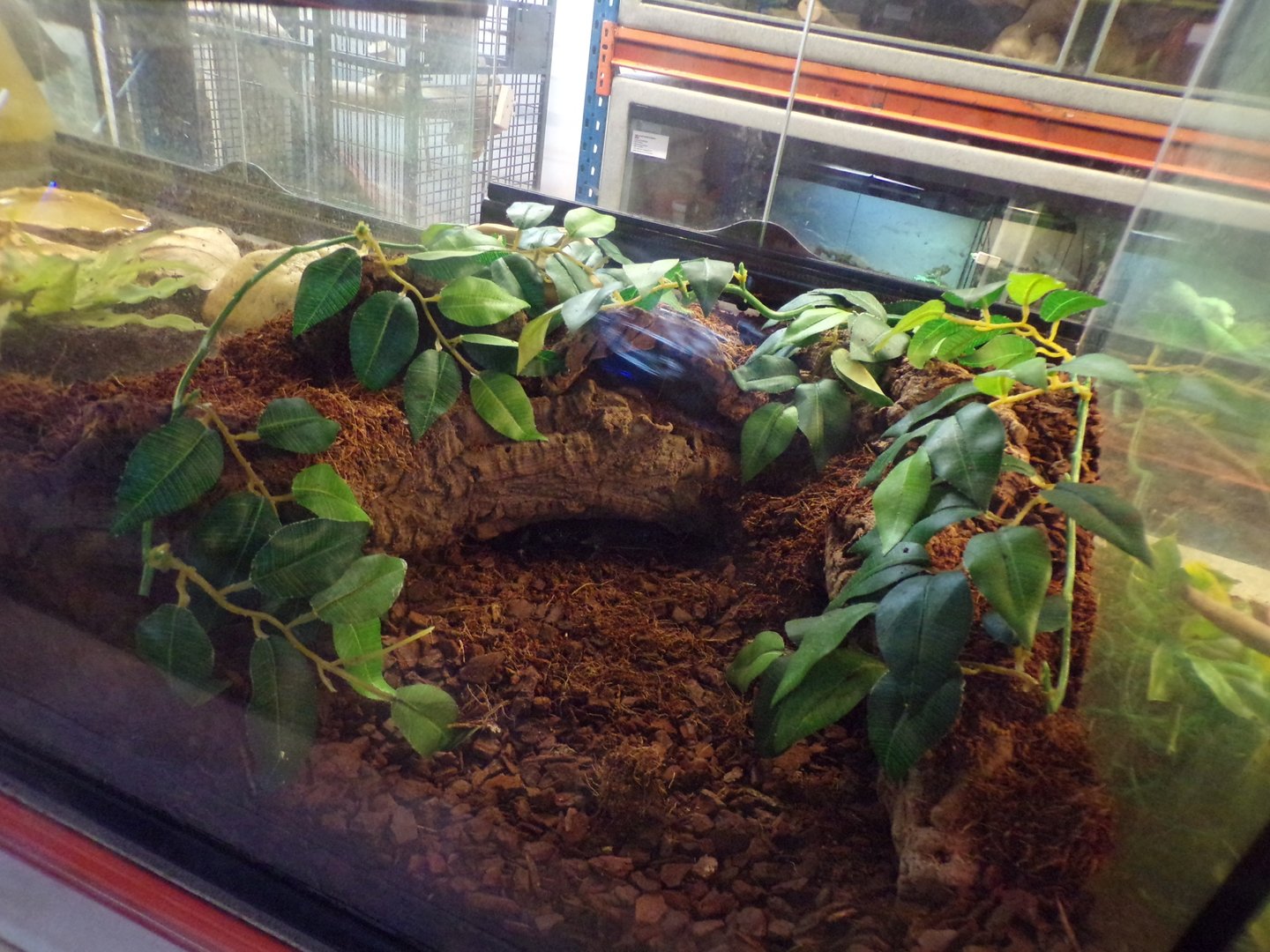 Tarantula enclosure 1.1.23