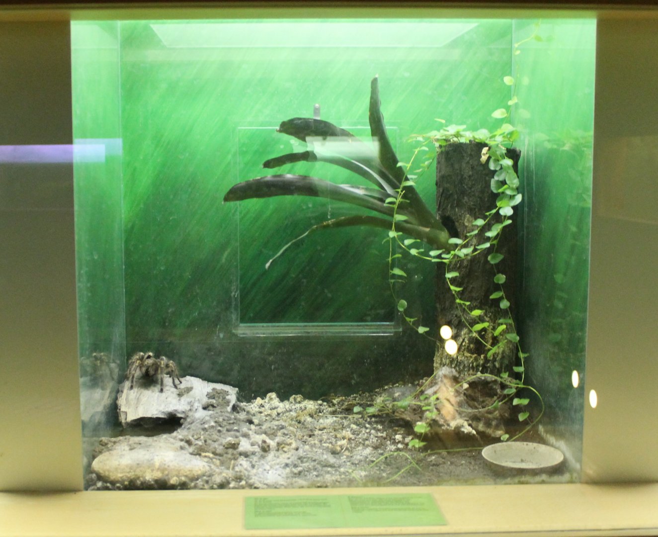 Tarantula-enclosure