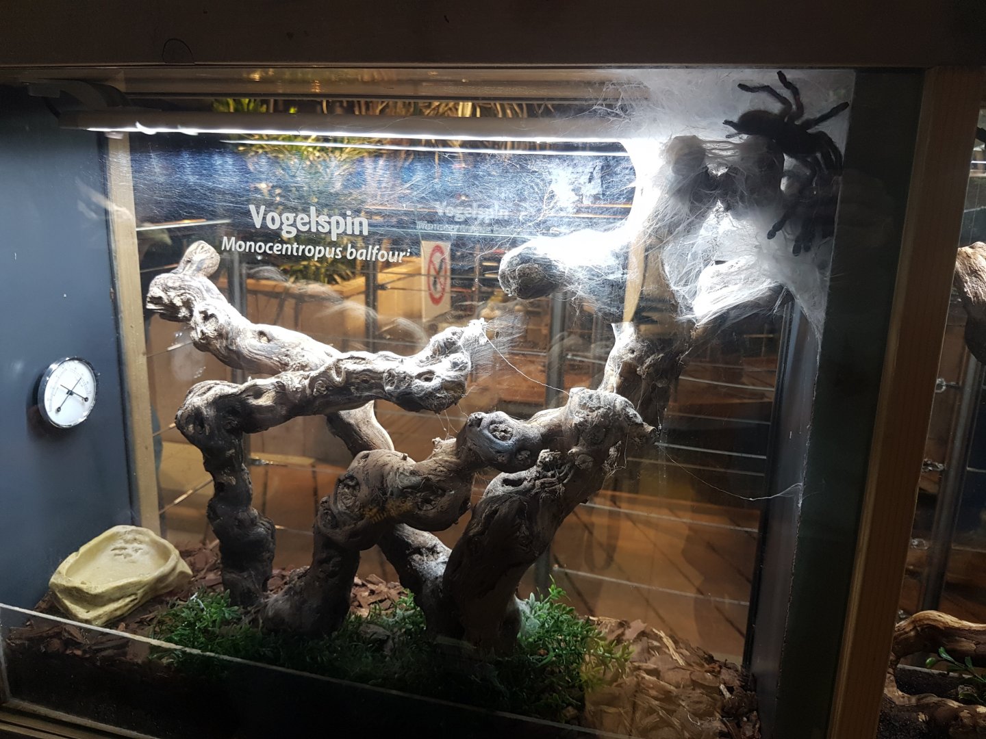 Tarantula-enclosure