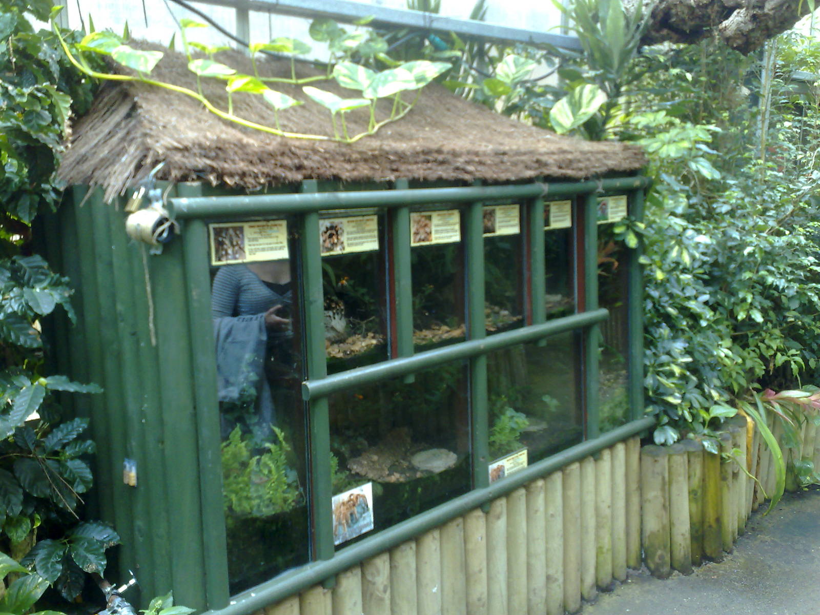 Tarantula enclosures - Amazonia - Scotland 07