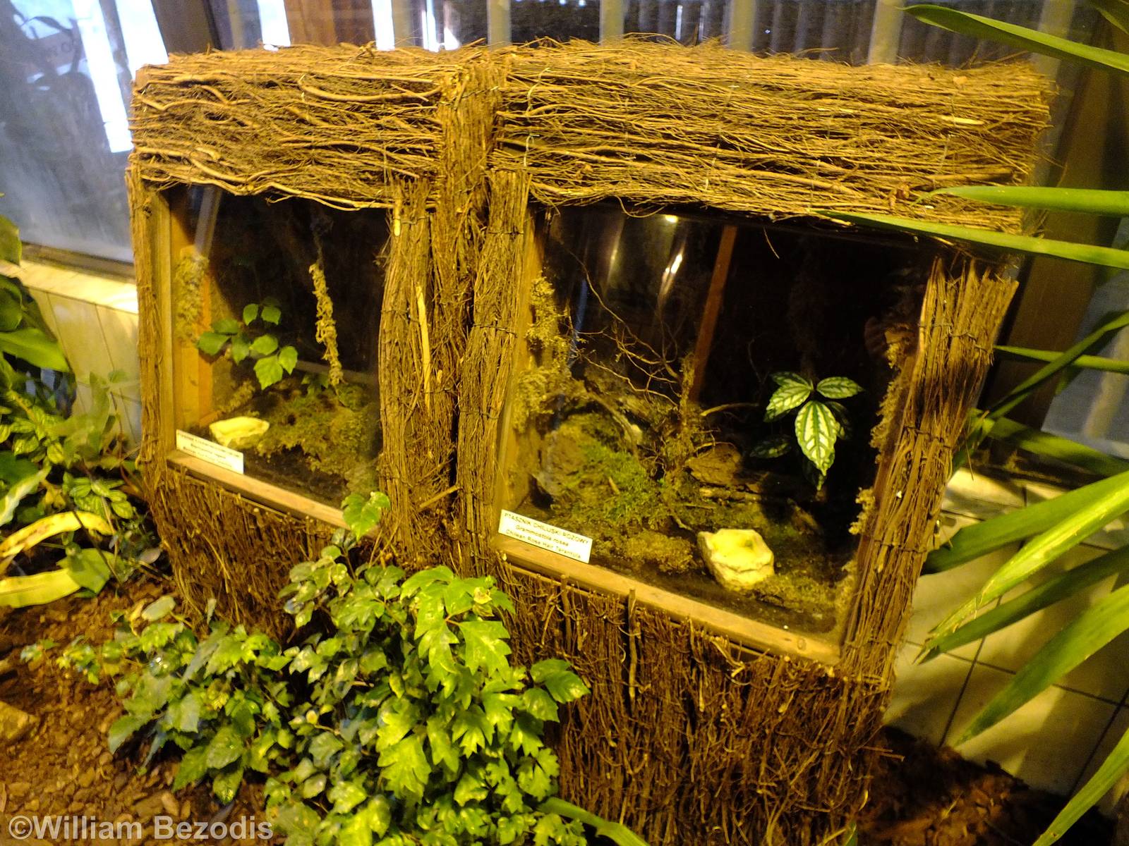 Tarantula Enclosures in the Hippo House