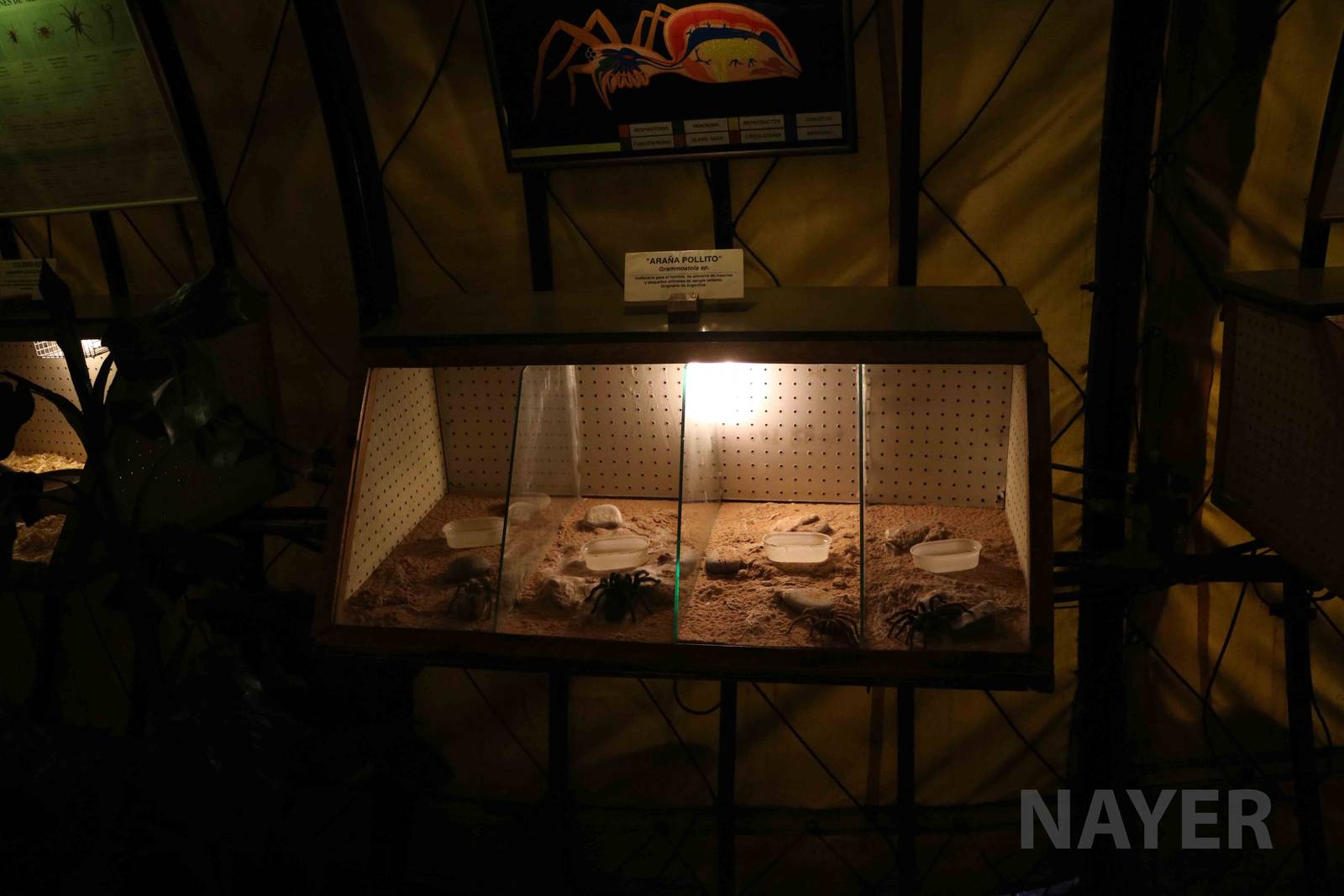 Tarantula enclosures - Mendoza Serpentarium  ('Centro Anaconda'), April 201
