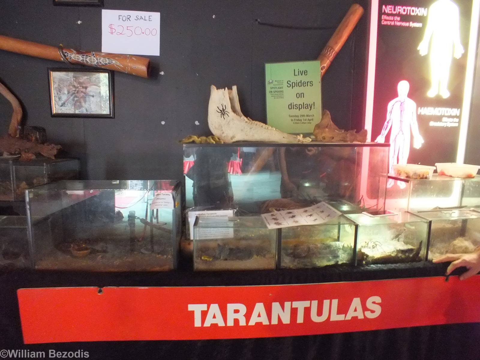 Tarantula Enclosures