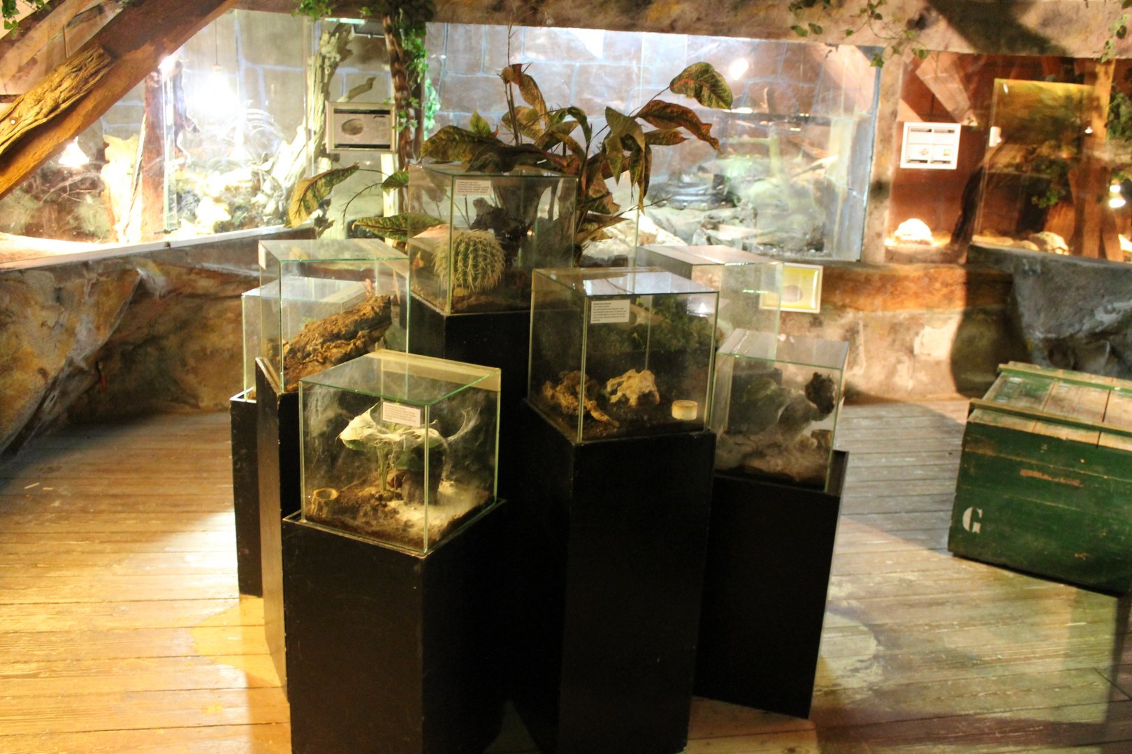 Tarantula-enclosures