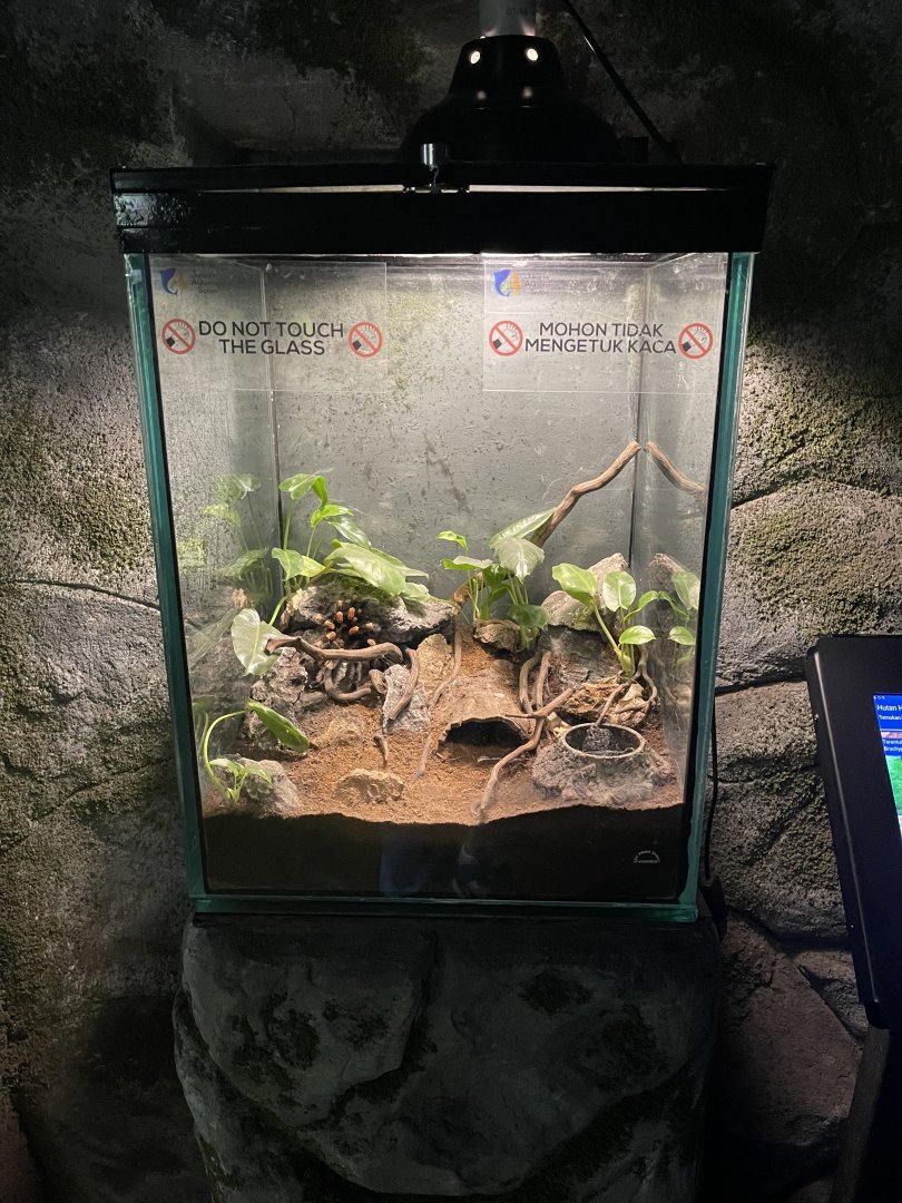 tarantula exhibit