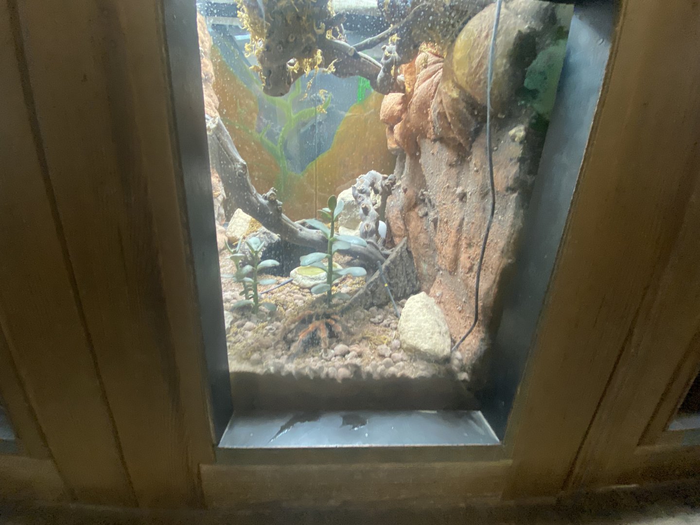 Tarantula exhibit