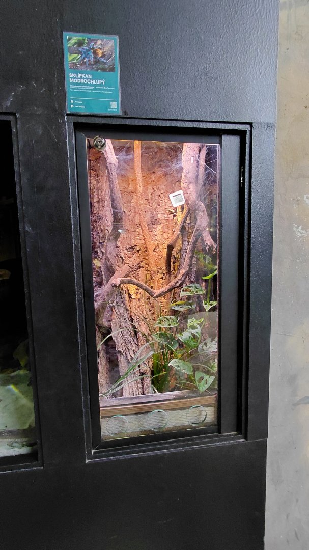 Tarantula exhibit