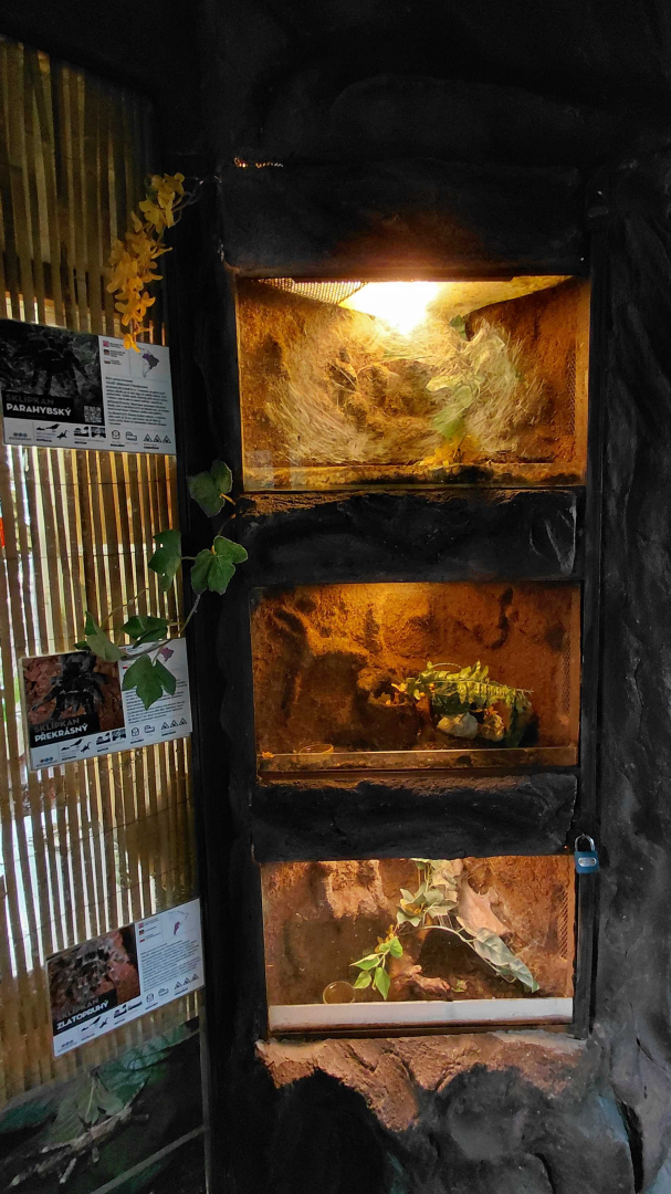 Tarantula exhibits