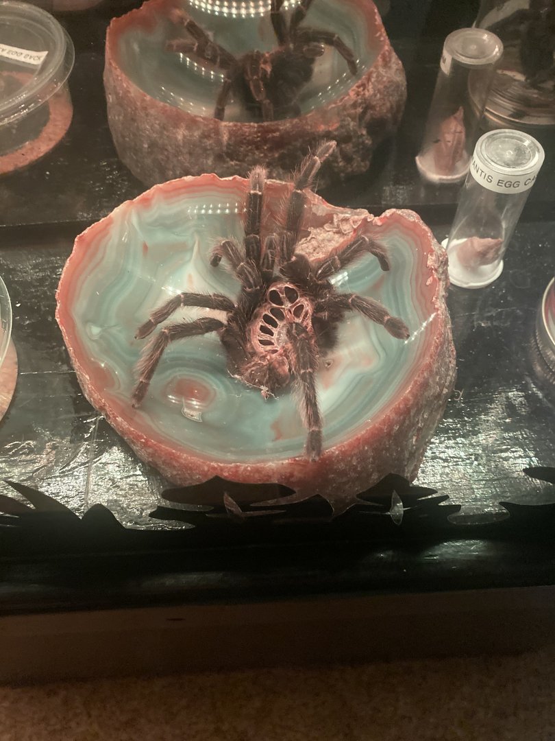 Tarantula Exoskeleton