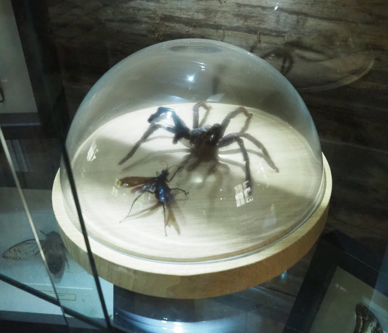 Tarantula hawk and Tarantula specimens, 2022-05-17