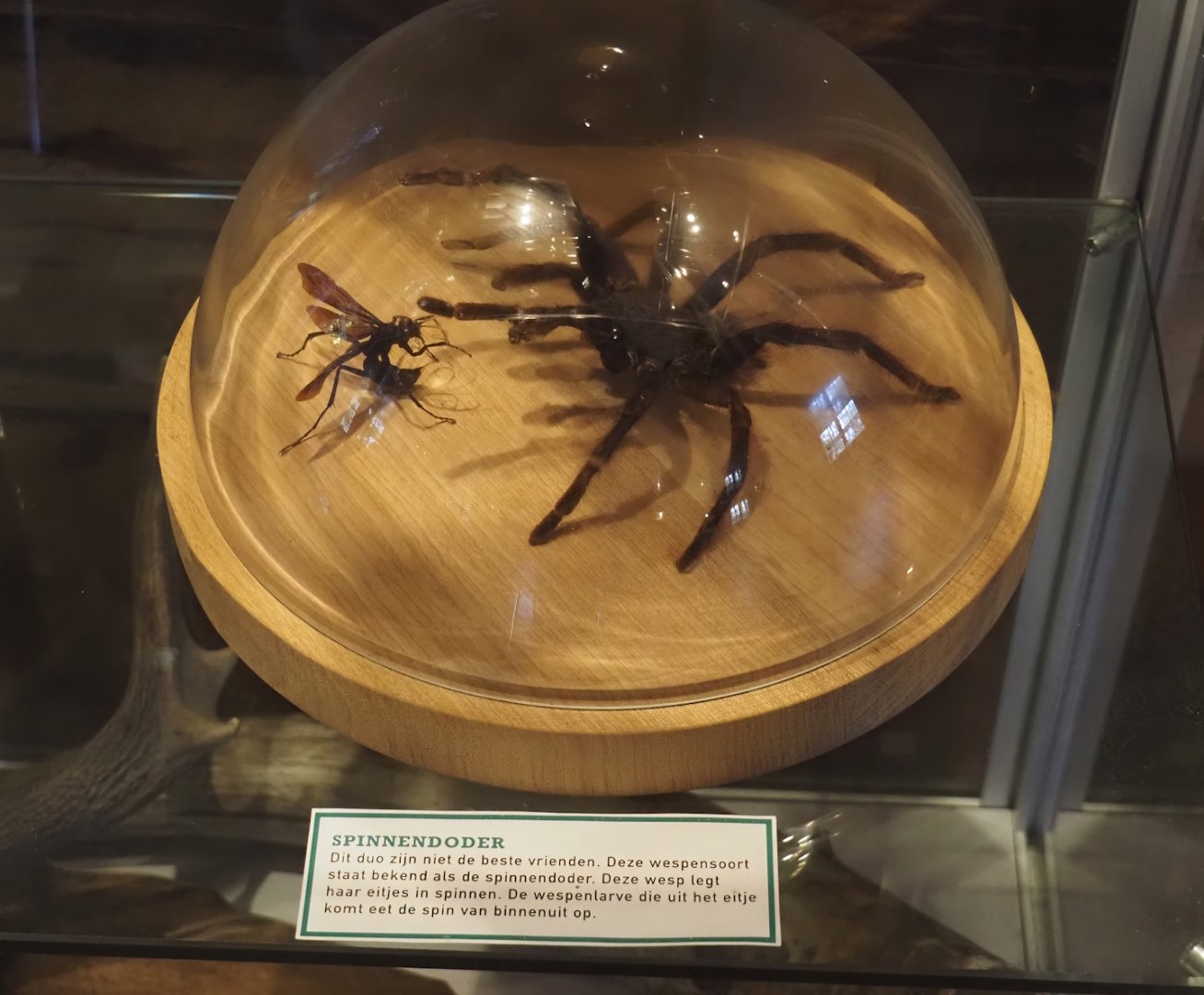 Tarantula hawk wask and tarantula specimens, 2025-04-12