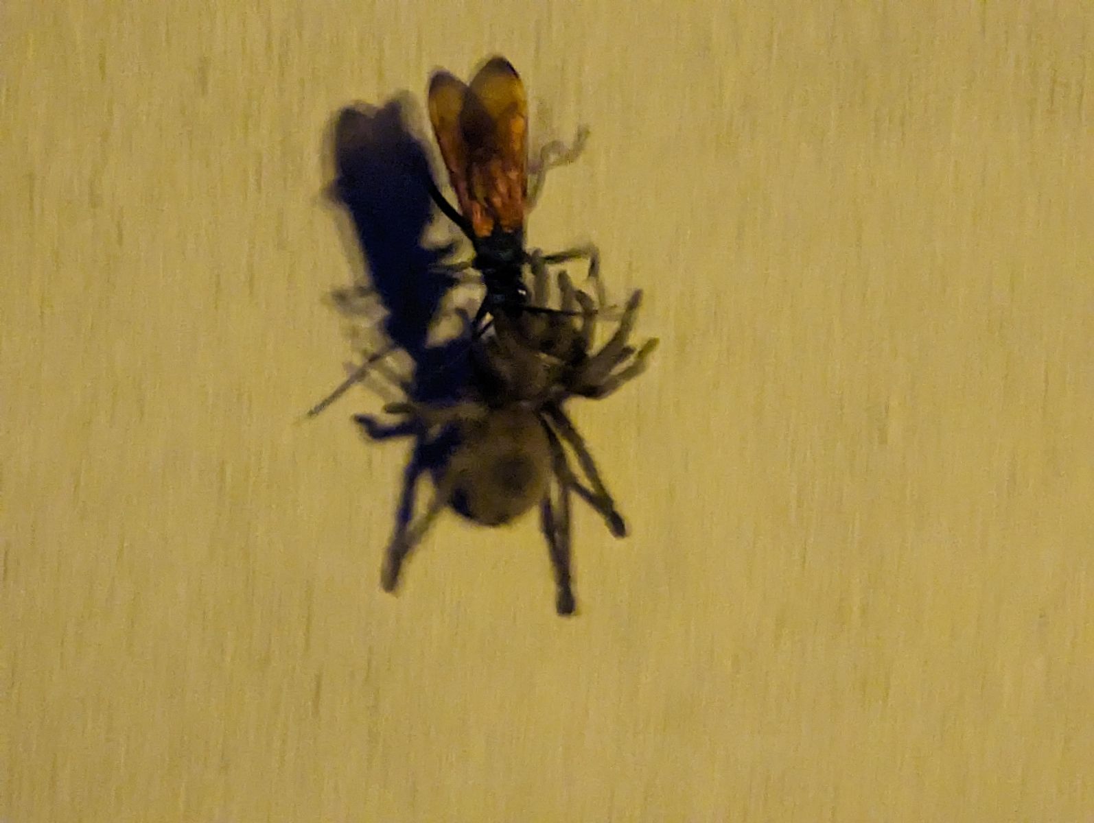 Tarantula hawk wasp (Family: Pompilidae) dragging Tarantula (Family:Theraphosidae)