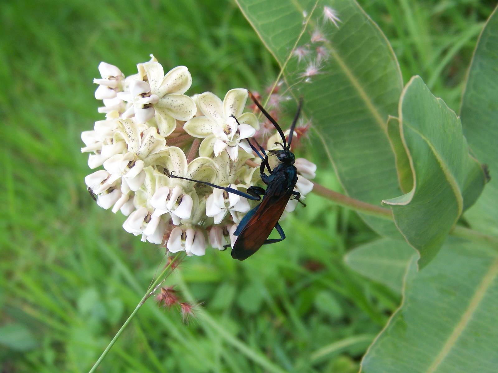 Tarantula Hawk