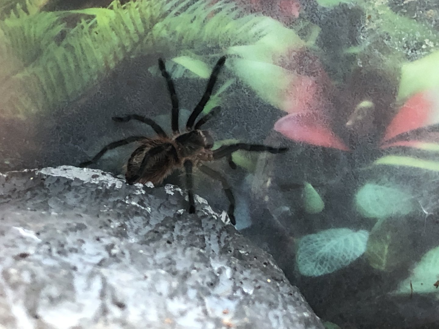 Tarantula ID (Petco)