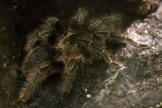 Tarantula ID - Wystawa Pająków Warszawa