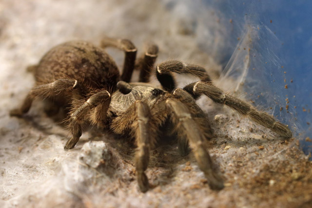 Tarantula ID - Wystawa Pająków Warszawa