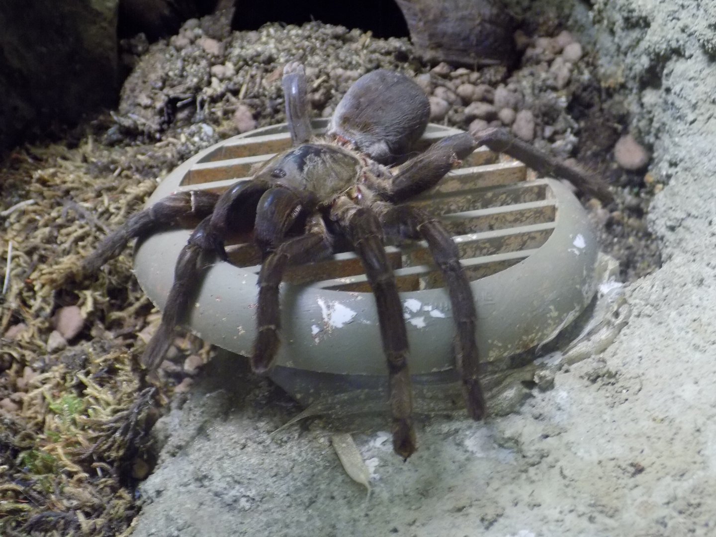Tarantula ID - Zoo Jihlava 2016