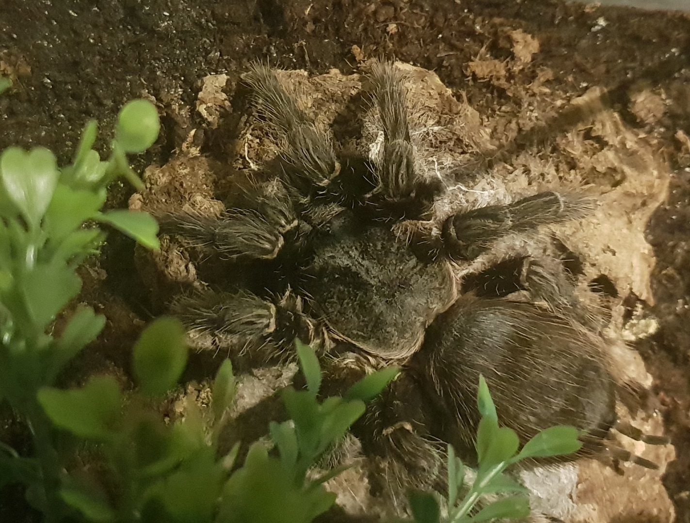 Tarantula ID