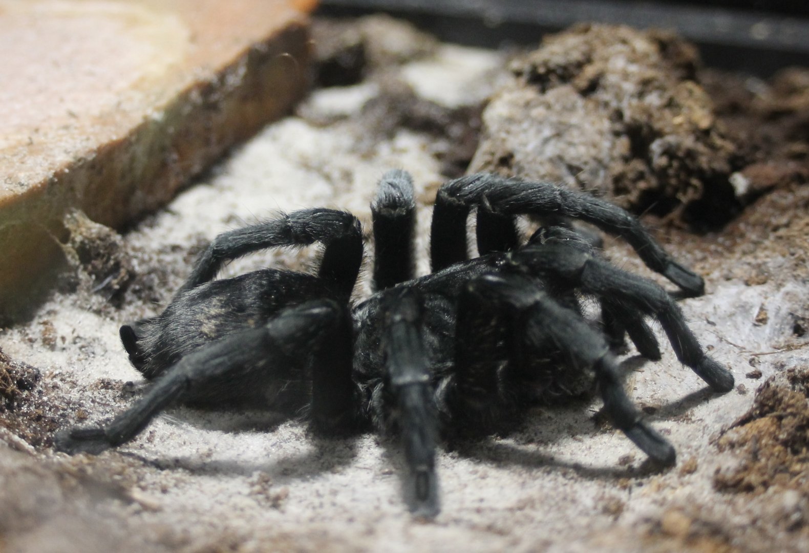 Tarantula ID