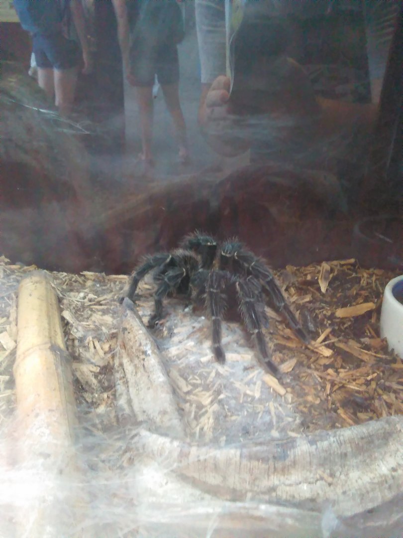 Tarantula ID