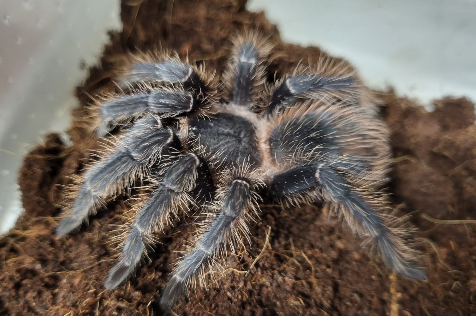 Tarantula ID