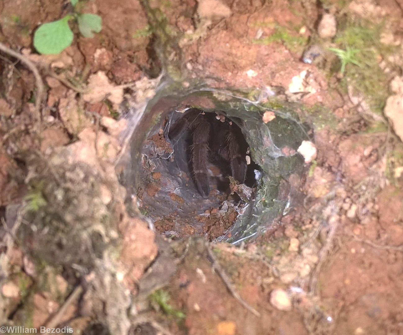 Tarantula in Burrow - Fraser's Hill