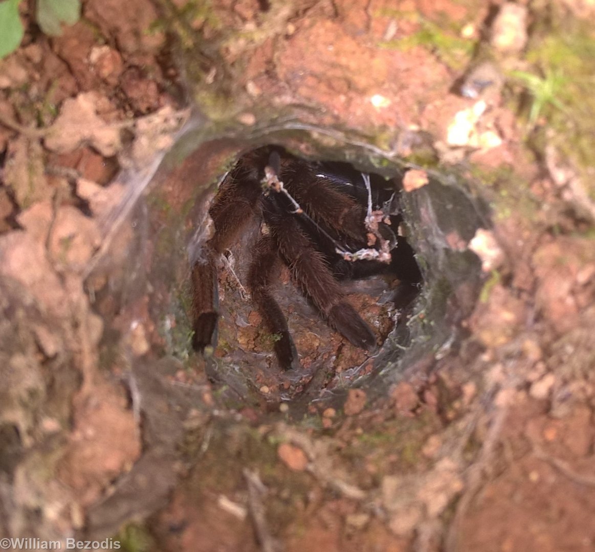 Tarantula in Burrow - Fraser's Hill