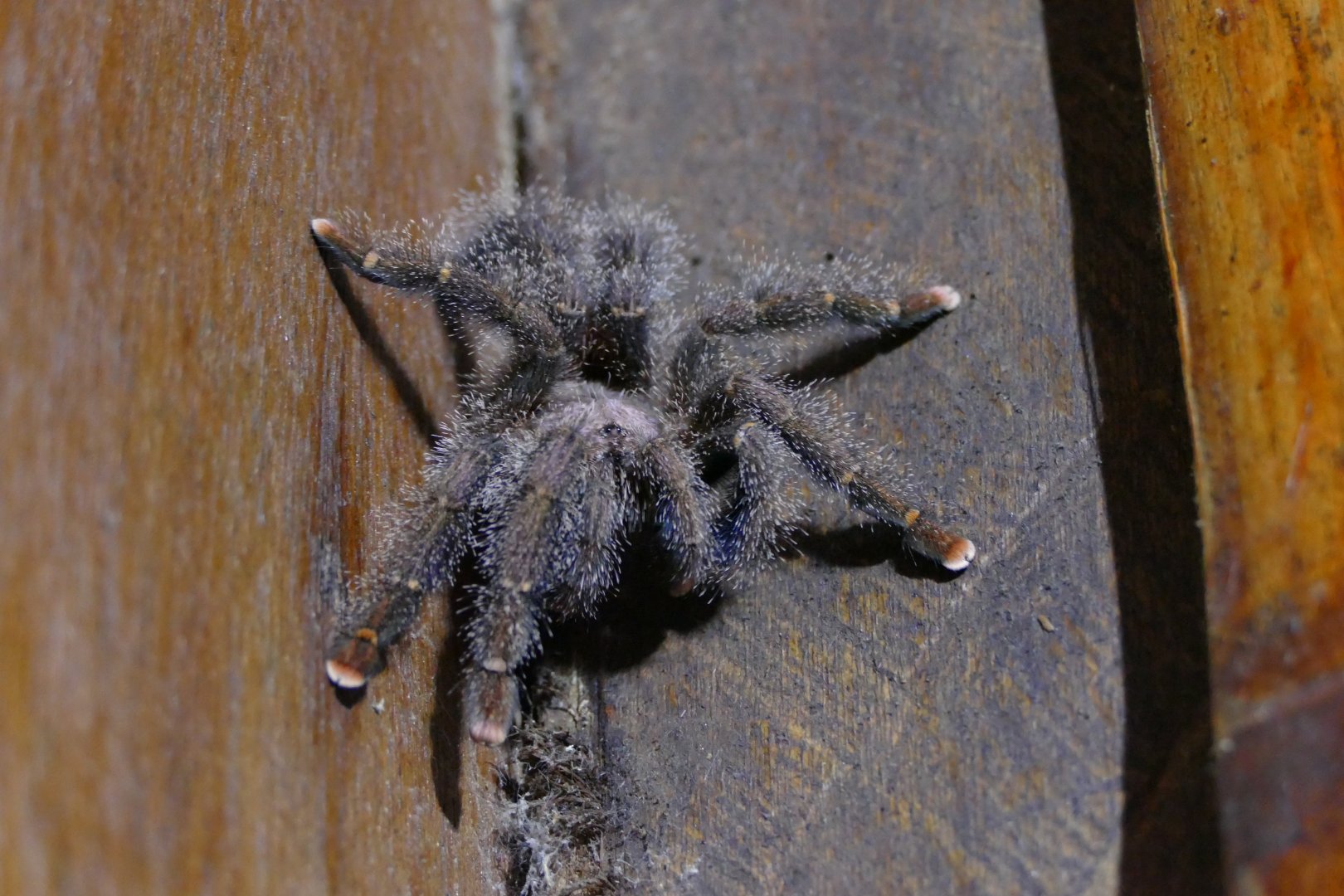 Tarantula in the bathroom