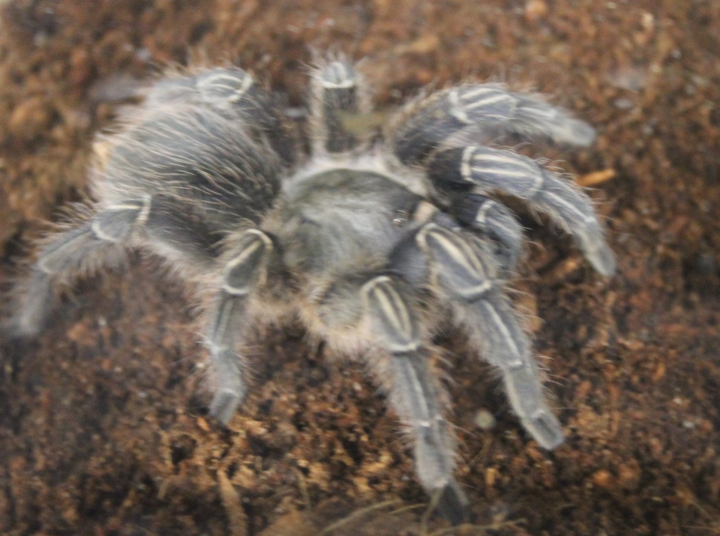 Tarantula species