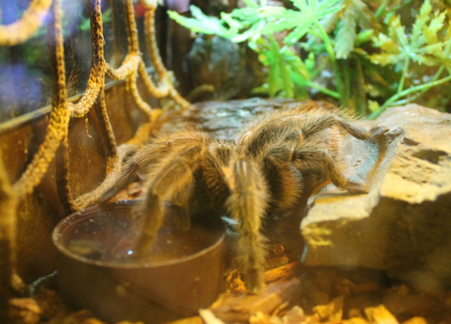 Tarantula species
