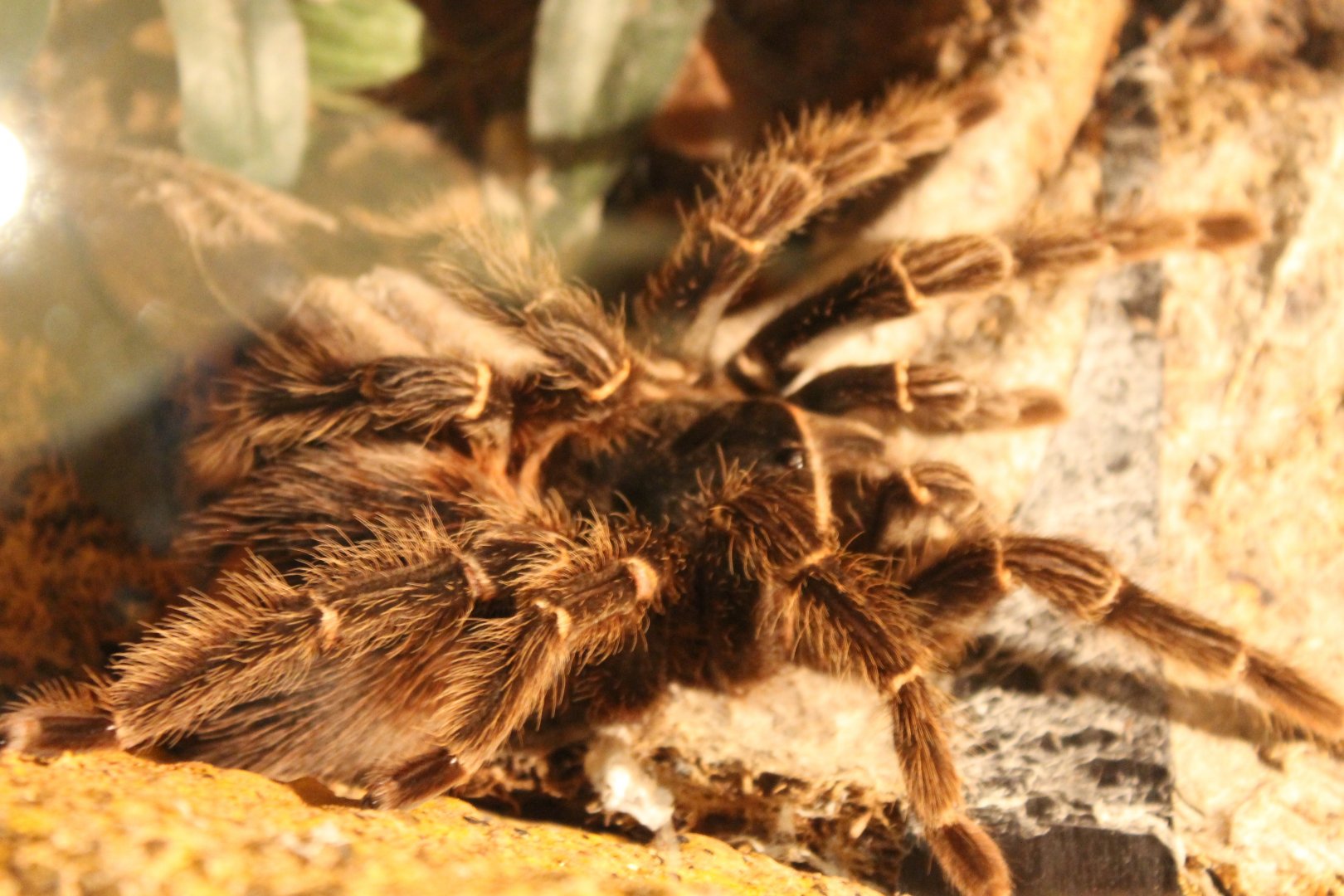 Tarantula species