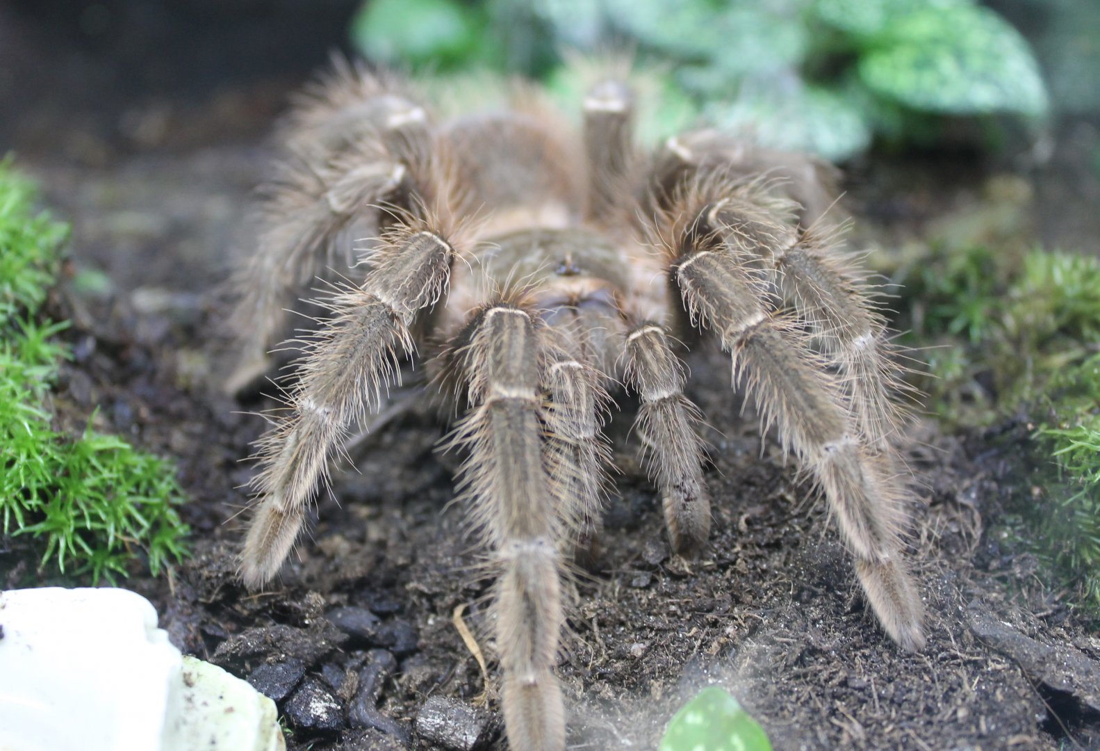 Tarantula species