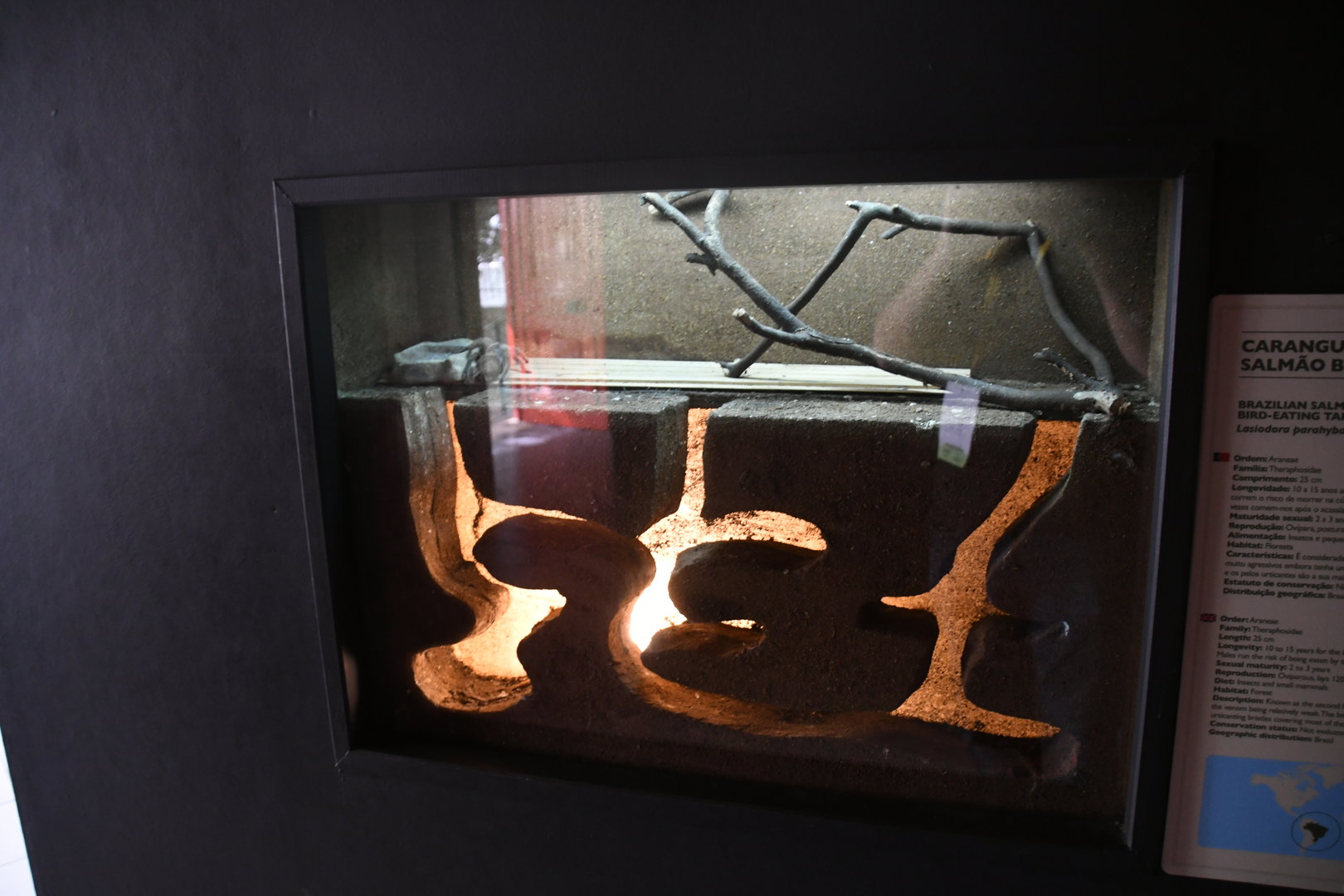 Tarantula Tank (Reptile House)