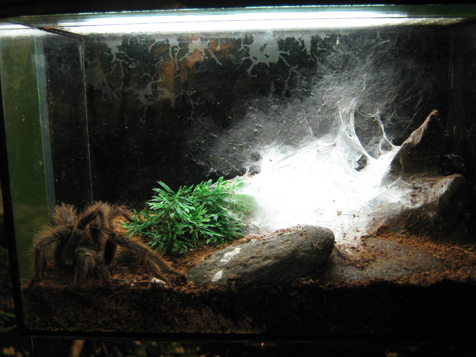 tarantula tank