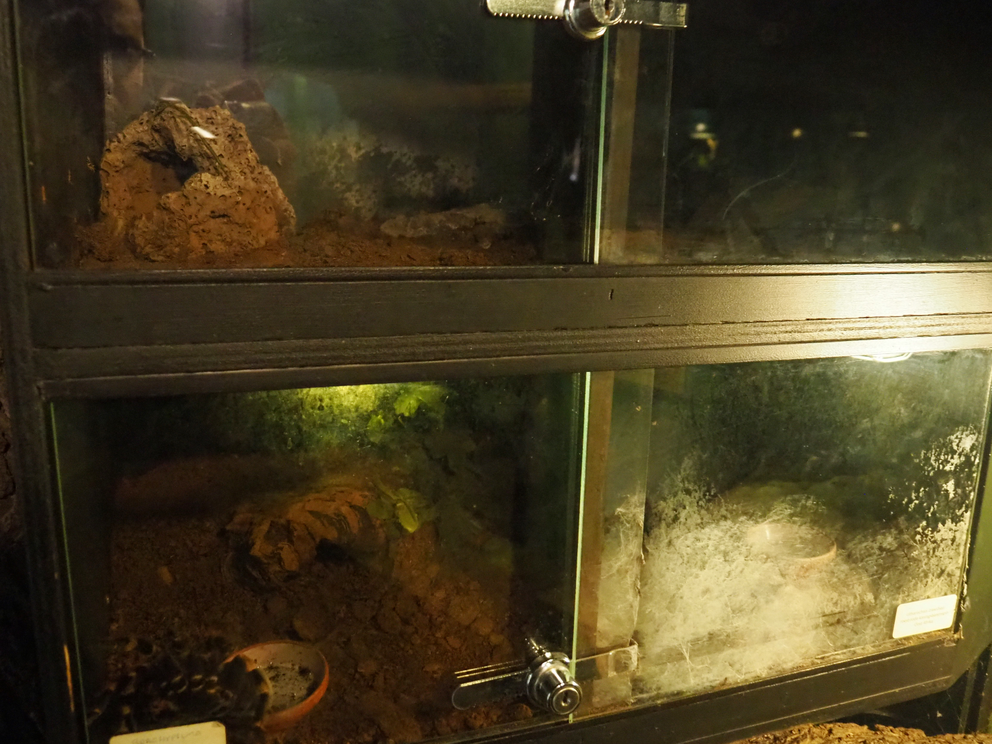 Tarantula terraria, 2019-08-04