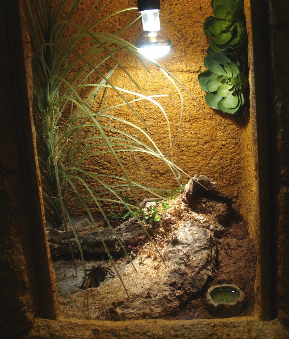 Tarantula terrarium, 2014-02-16