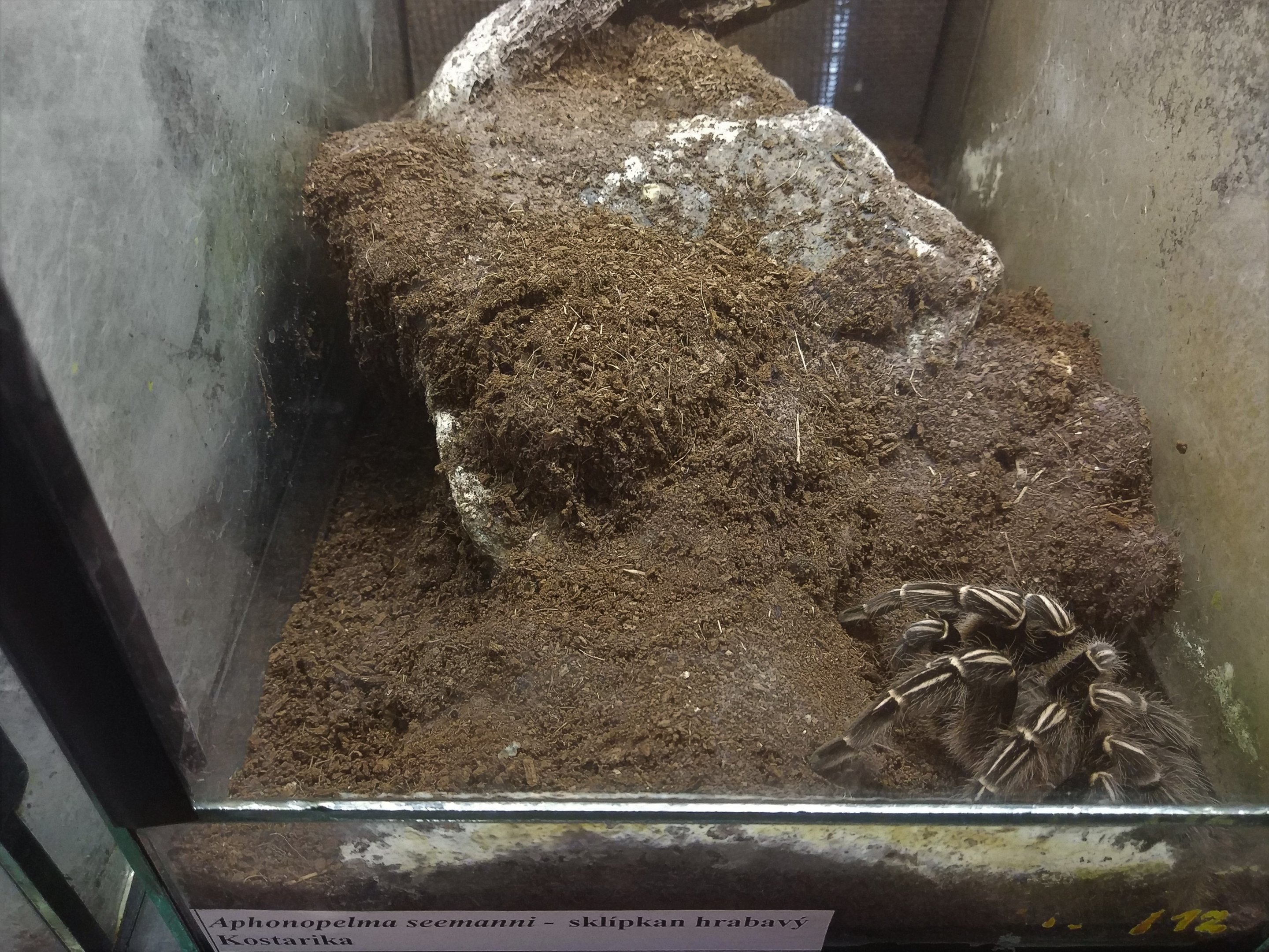 Tarantula Terrarium