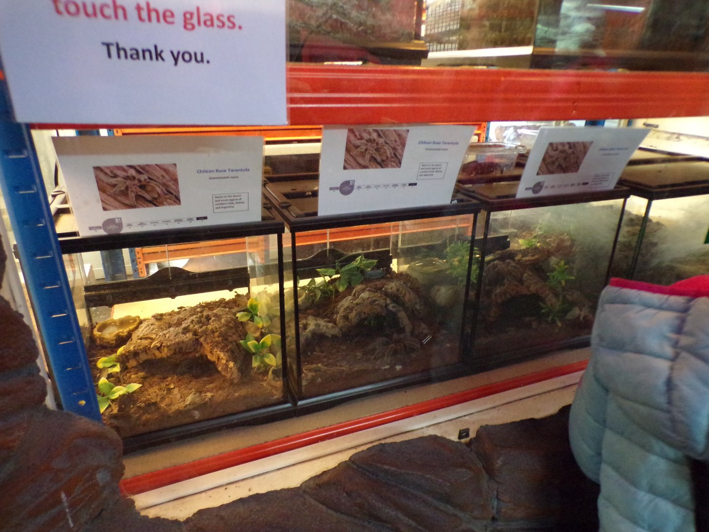 Tarantula terrariums 12.4.24