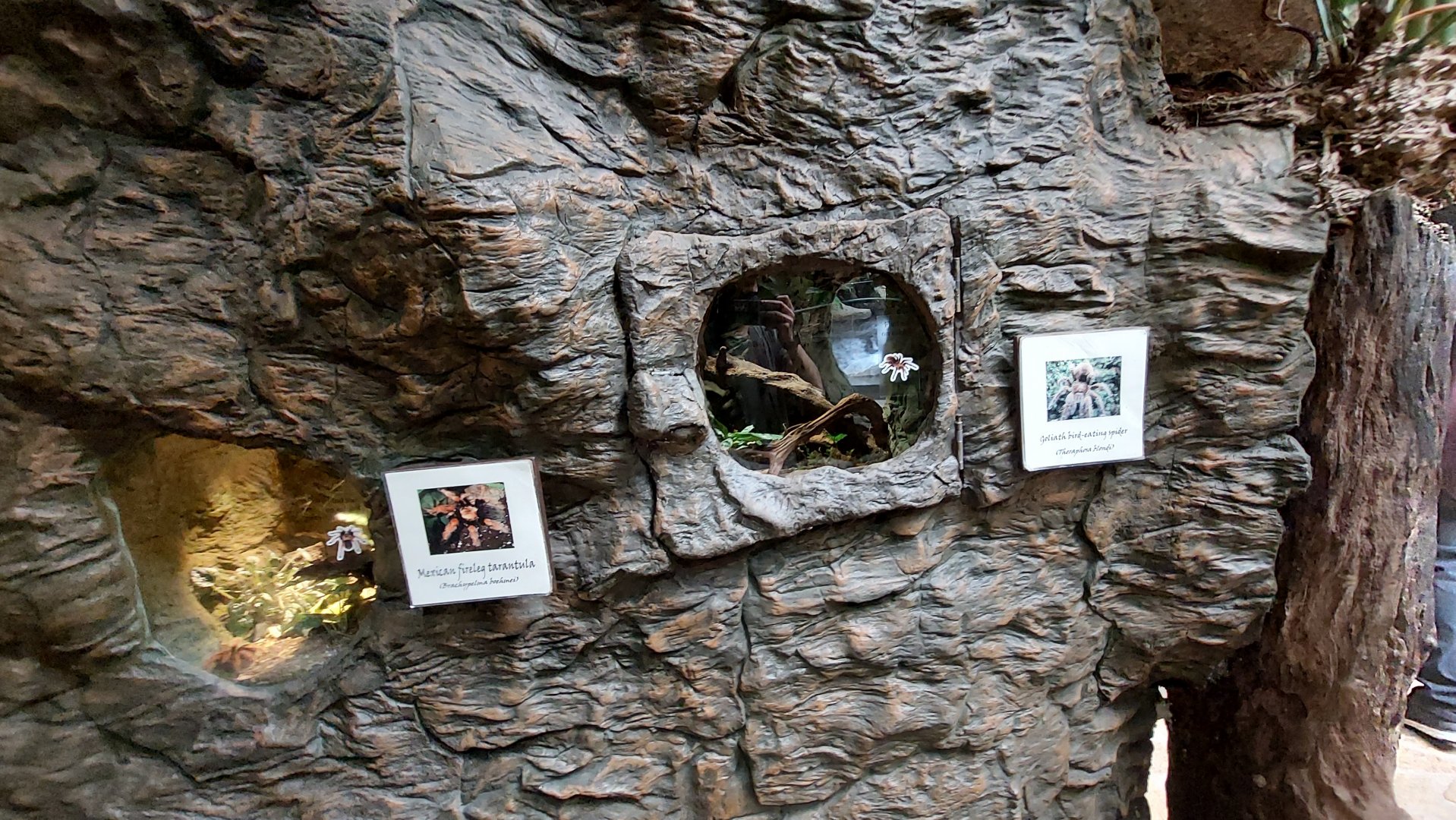 Tarantula Terrariums- Bats and Bugs