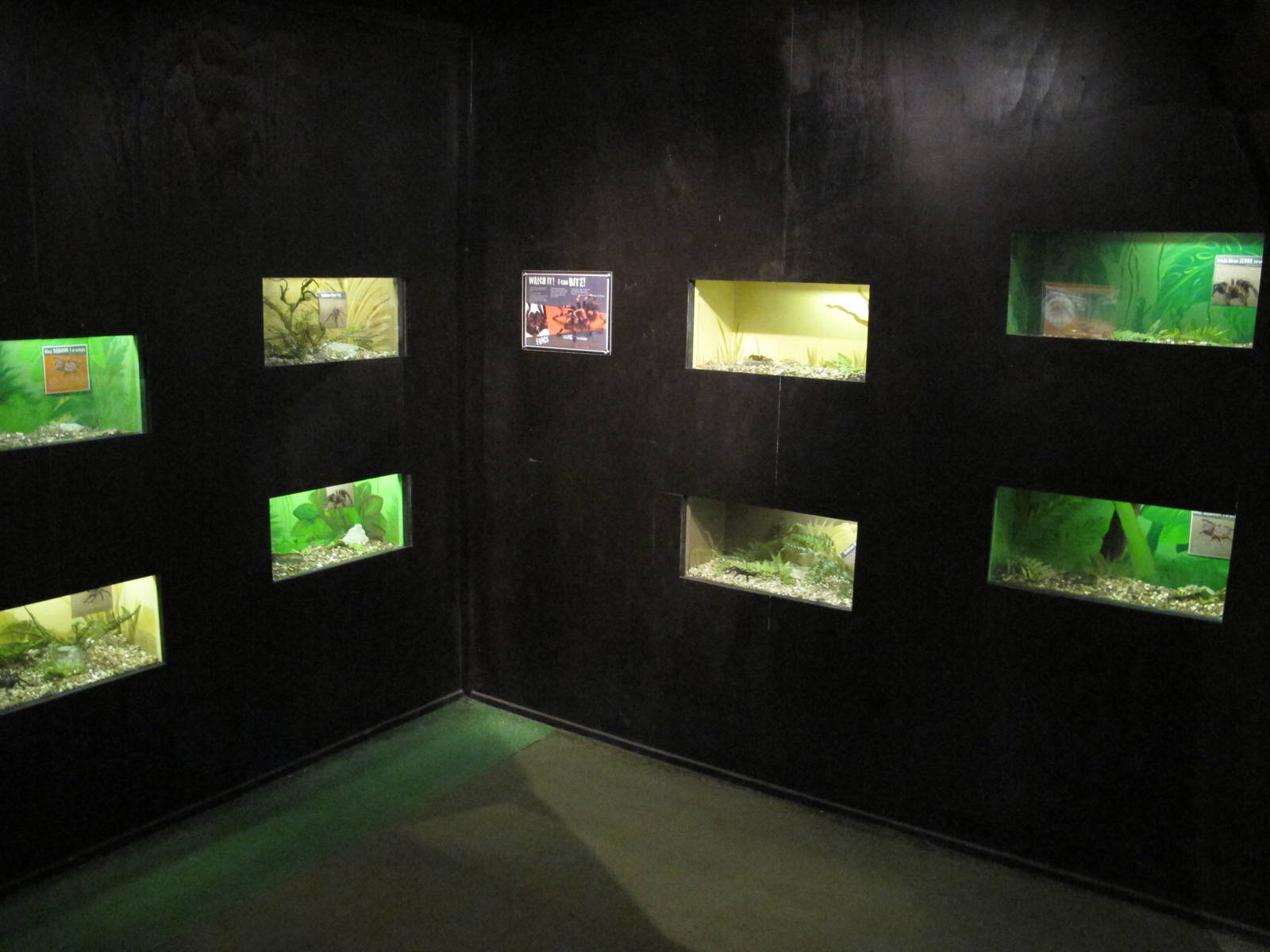 Tarantula Terrariums - Butterfly Creek 2011