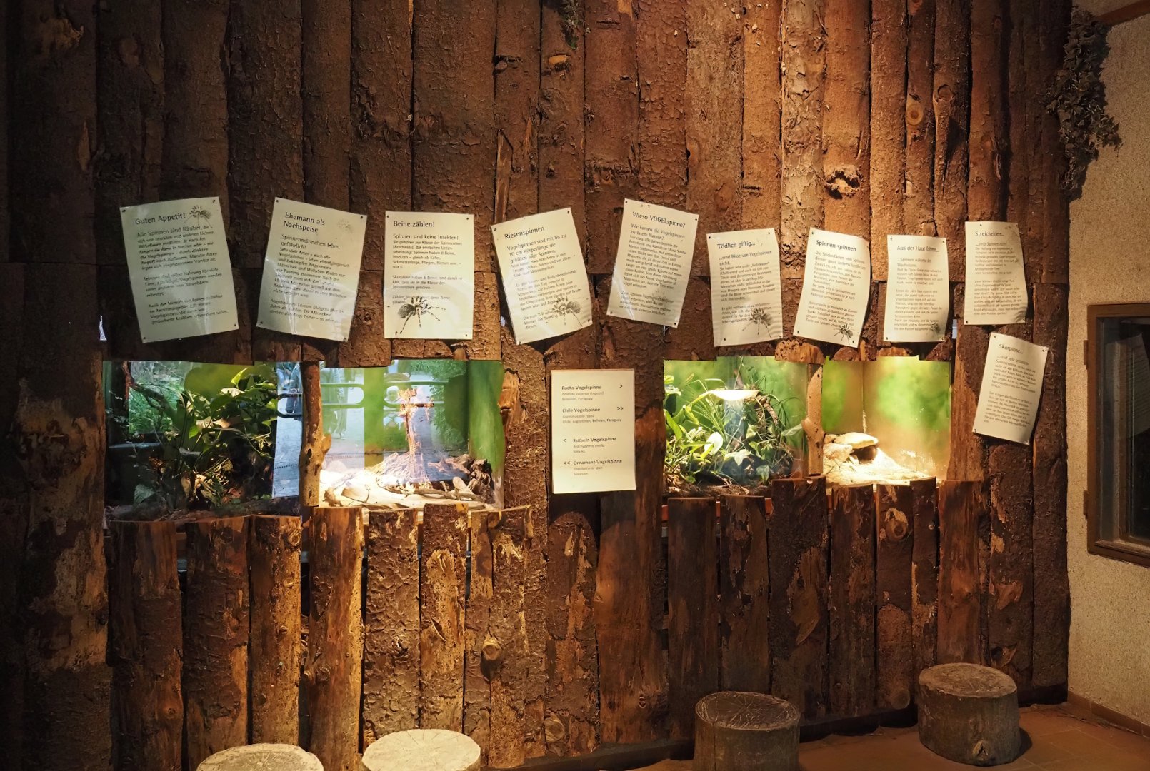 Tarantula terrariums in the tiger house, 2025-05-22