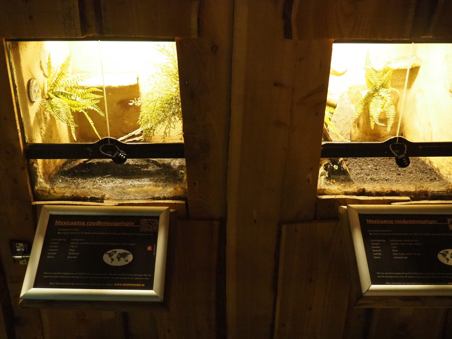 Tarantula terrariums