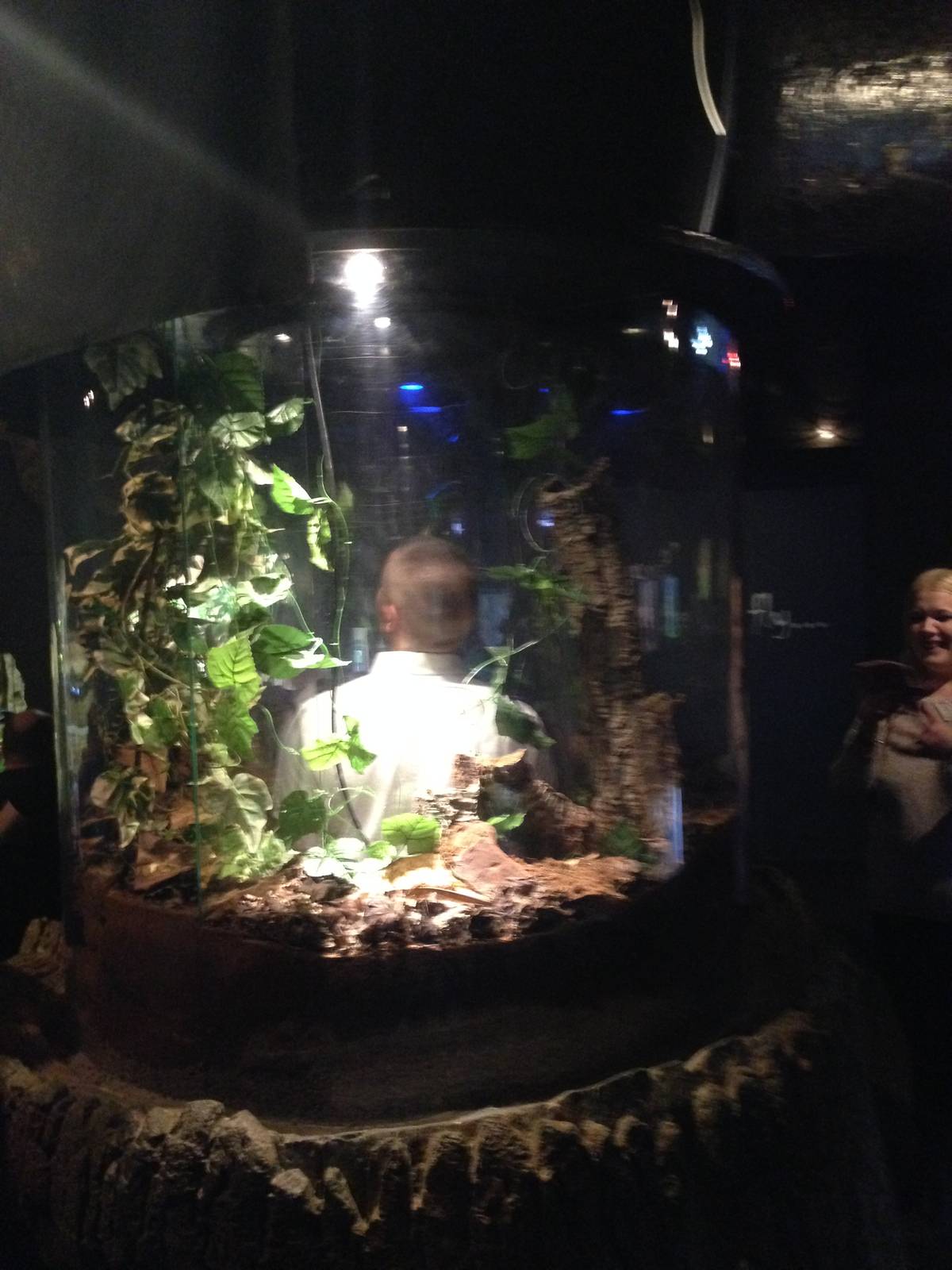 Tarantula Tower at Blue Planet Aquarium - 05/10/2013