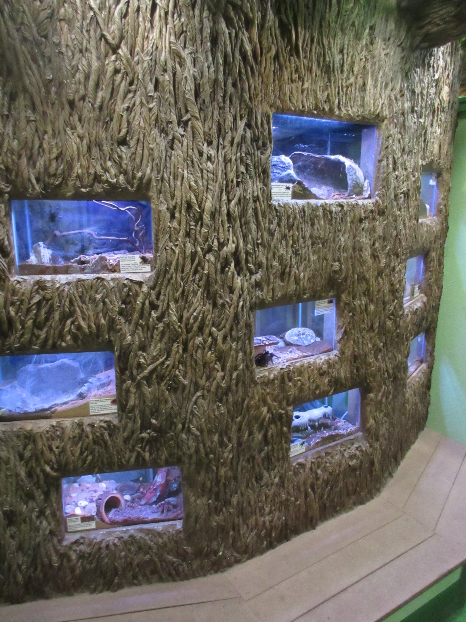 Tarantula Wall (9 species and 1 female of each taxa)